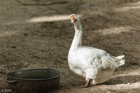 鵝孵蛋|種肉鵝飼養管理指引